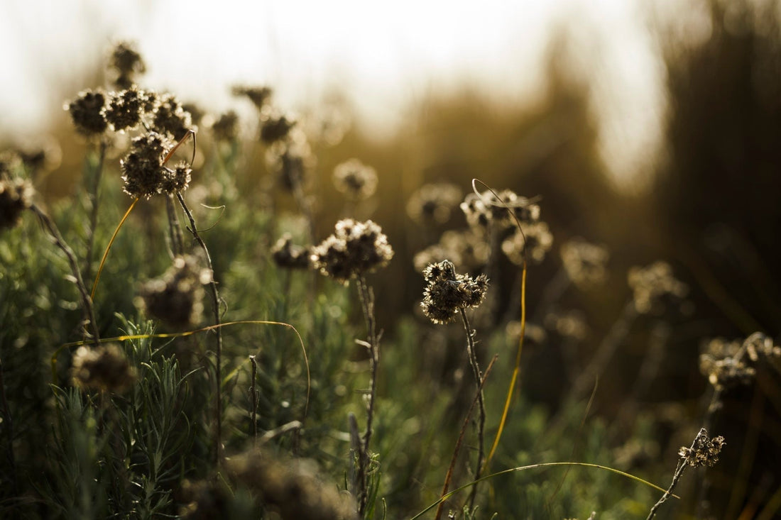 How to Plant Wildflowers Seed – A Step-by-Step Guide