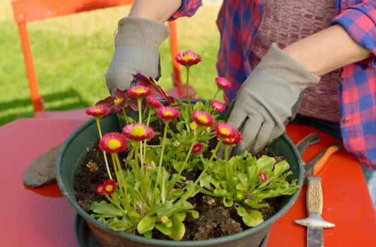 Fall Planting Secrets: Why Late Summer is Ideal for Wildflowers