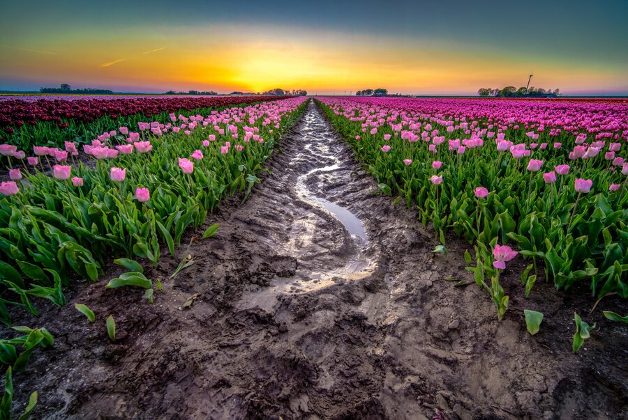 From Field to Flower Bed: The Story Behind Our Signature Wildflower Mixes