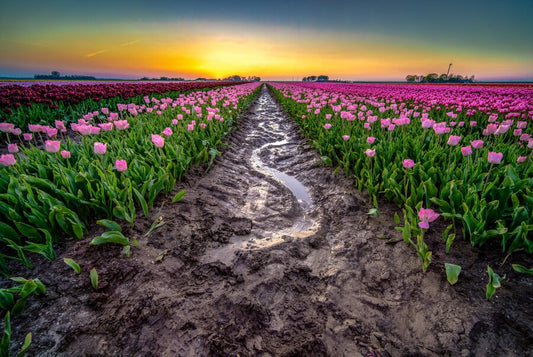 From Field to Flower Bed: The Story Behind Our Signature Wildflower Mixes