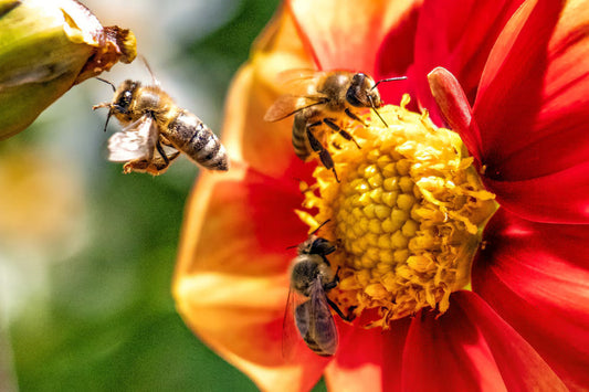 Inside the Process: How We Curate Our Premium Wildflower Seed Mixes