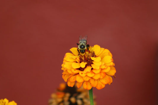 What’s Inside Our Bee Feed Flower Mix? A Breakdown of Each Flower