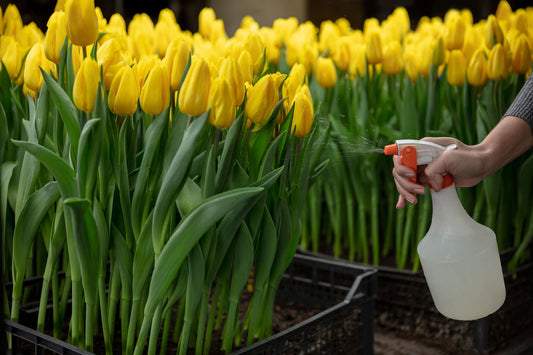 How to Grow and Care for Wildflower Tulips in Your Garden