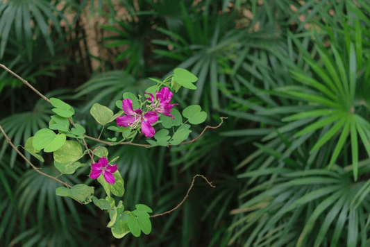 Why Native Plants Are Key to a Sustainable Garden