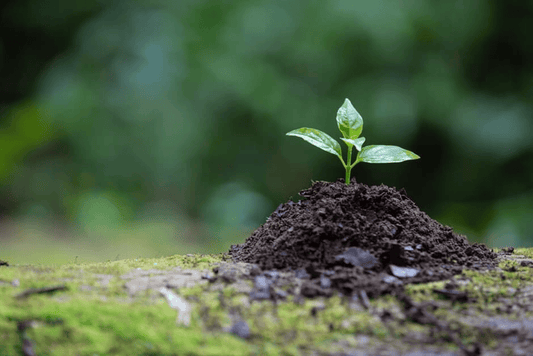 Why Choose Organic Fertilizers for Your Native Plant Garden?