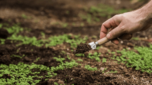 Tips for Maintaining Soil Health to Support Biodiversity