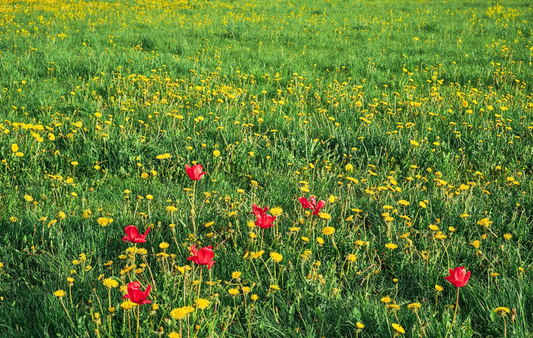 Wildflower Meadows: A Sustainable Alternative to Traditional Lawns