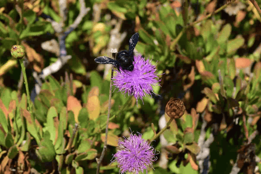 Top 10 Wildflowers to Attract Bees, Butterflies, and Birds