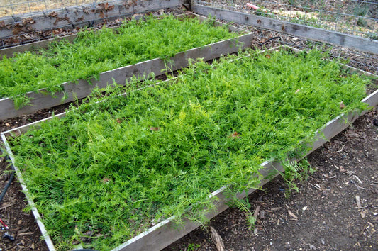 The Role of Cover Crops in Organic Gardening